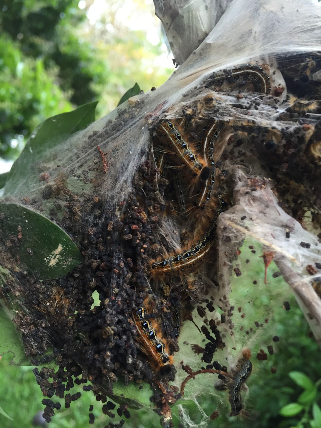 Gardening column: It's a good year for tent caterpillars | Columnists 4 tent caterpillars gathered.JPG